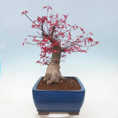 Outdoor bonsai - Maple palmatum DESHOJO - Maple palm leaf - 4
