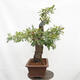 Outdoor bonsai Quercus Cerris - Oak Cer - 4/6