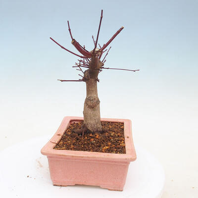 Outdoor bonsai - Maple palmatum DESHOJO - Japanese Maple - 4