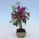 Indoor bonsai - Bouganwilea - 4/4