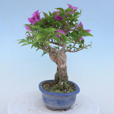 Indoor bonsai - Bouganwilea - 4
