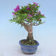 Indoor bonsai - Bouganwilea - 4/4