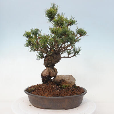 Outdoor bonsai - Pinus parviflora - small-flowered pine - 4