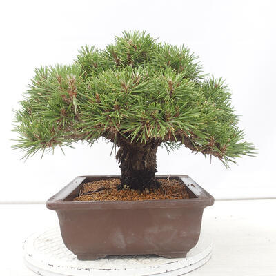 Outdoor bonsai - Pinus thunbergii - Thunberg pine - 4