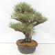 Outdoor bonsai - Pinus thunbergii - Thunberg pine - 4/5