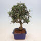 Indoor bonsai - Olea europaea sylvestris - European small-leaved olive oil - 4/5