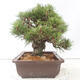 Outdoor bonsai - Pinus thunbergii - Thunberg pine - 4/4