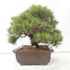 Outdoor bonsai - Pinus thunbergii - Thunberg pine - 4/4