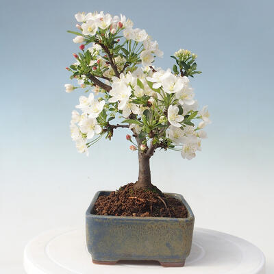 Outdoor bonsai - Malus sargentii - Small-fruited apple tree - 4