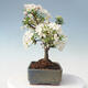 Outdoor bonsai - Malus sargentii - Small-fruited apple tree - 4/6