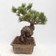 Outdoor bonsai - Pinus parviflora - White Pine - 4/4