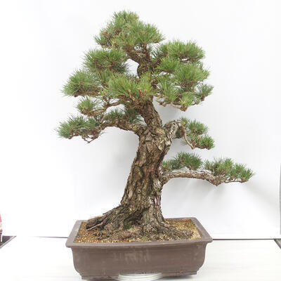 Outdoor bonsai - Pinus thunbergii - Thunberg pine - 4