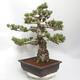 Outdoor bonsai - Pinus parviflora - White Pine - 4/5