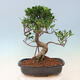 Indoor bonsai - Ficus kimmen - small-leaved ficus - 4/5