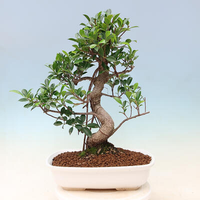 Indoor bonsai - Ficus kimmen - small-leaved ficus - 4