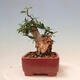 Indoor bonsai - Olea europaea sylvestris - European small-leaved olive oil - 4/7