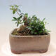 Indoor bonsai - Olea europaea sylvestris - European small-leaved olive oil - 4/7
