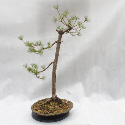 Outdoor bonsai forest -Borovice - Pinus sylvestris - 4