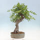 Outdoor bonsai Quercus Cerris - Oak Cer - 4/4