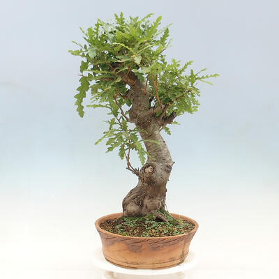 Outdoor bonsai Quercus Cerris - Oak Cer - 4