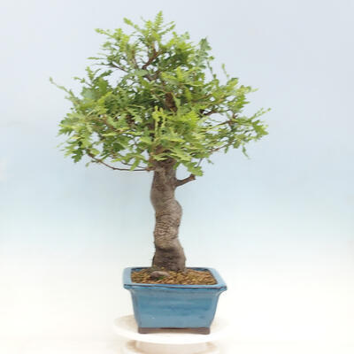 Outdoor bonsai Quercus Cerris - Oak Cer - 4