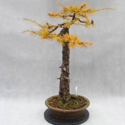 Outdoor bonsai -Modřín opadavý- Larix decidua - 4