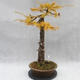 Outdoor bonsai -Modřín opadavý- Larix decidua - 4/7