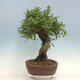 Outdoor bonsai Quercus Cerris - Oak Cer - 4/4