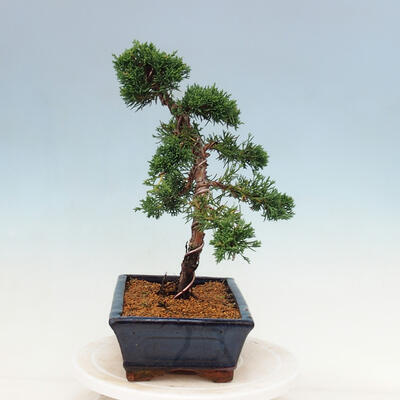 Outdoor bonsai - Juniperus chinensis Kishu-Chinese Juniper - 4