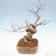Outdoor bonsai - beautiful Callicarpa - 4/6