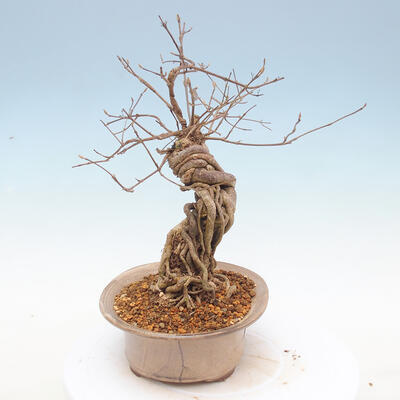 Outdoor bonsai - beautiful Callicarpa - 4