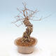 Outdoor bonsai - beautiful Callicarpa - 4/6