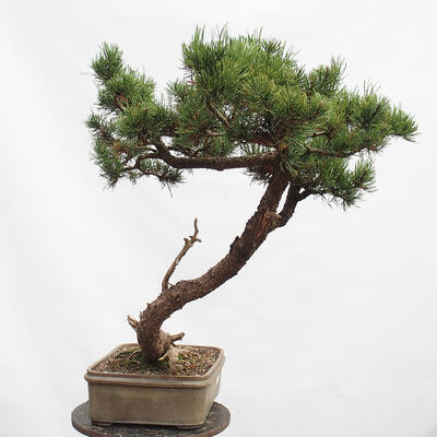 Outdoor bonsai - Mud pine - Pinus uncinata - 4