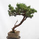Outdoor bonsai - Mud pine - Pinus uncinata - 4/5