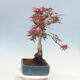 Outdoor bonsai - Acer palmatum Atropurpureum - Red palm maple - 4/5