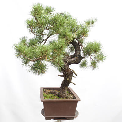 Outdoor bonsai - Mud pine - Pinus uncinata - 4