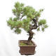 Outdoor bonsai - Mud pine - Pinus uncinata - 4/5