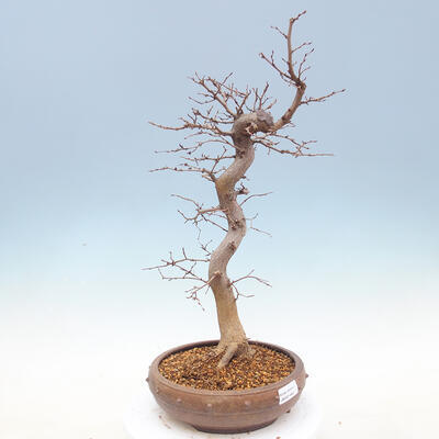 Outdoor bonsai -Carpinus CARPINOIDES - Korean Hornbeam - 4