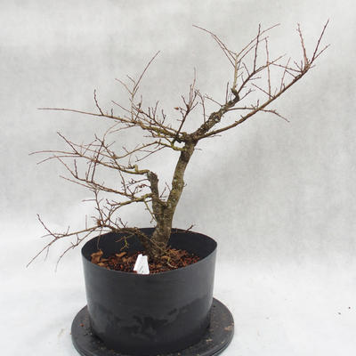 Outdoor bonsai clay had - leaves - Ulmus parviflora - 4