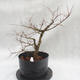 Outdoor bonsai clay had - leaves - Ulmus parviflora - 4/4