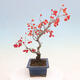 Outdoor bonsai - Pourthiaea villosa - Hairy lightning - 4/5