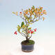 Outdoor bonsai - Pourthiaea villosa - Hairy lightning - 4/5