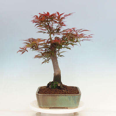 Outdoor bonsai - Acer palmatum Atropurpureum - Red palm maple - 4
