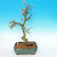 Outdoor bonsai -Modřín-deciduous Larix decidua - 4/5