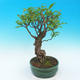 Room bonsai-PUNICA granatum nana-Pomegranate - 4/5