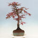 Outdoor bonsai - Acer palmatum Atropurpureum - Red palm maple - 4/5