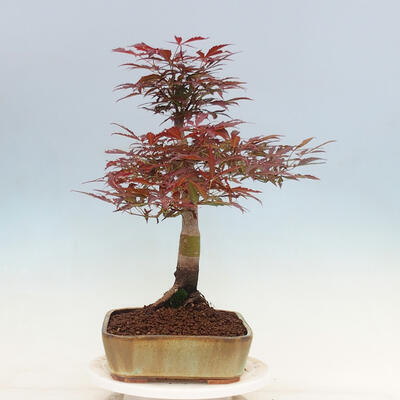 Outdoor bonsai - Acer palmatum Atropurpureum - Red palm maple - 4