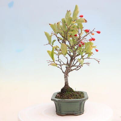 Outdoor bonsai - Pourthiaea villosa - Hairy lightning - 4