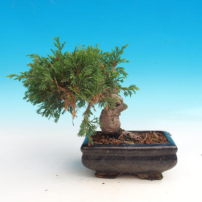 Outdoor bonsai - Juniperus chinensis Itoigava-Chinese juniper - 4
