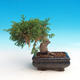 Outdoor bonsai - Juniperus chinensis Itoigava-Chinese juniper - 4/4